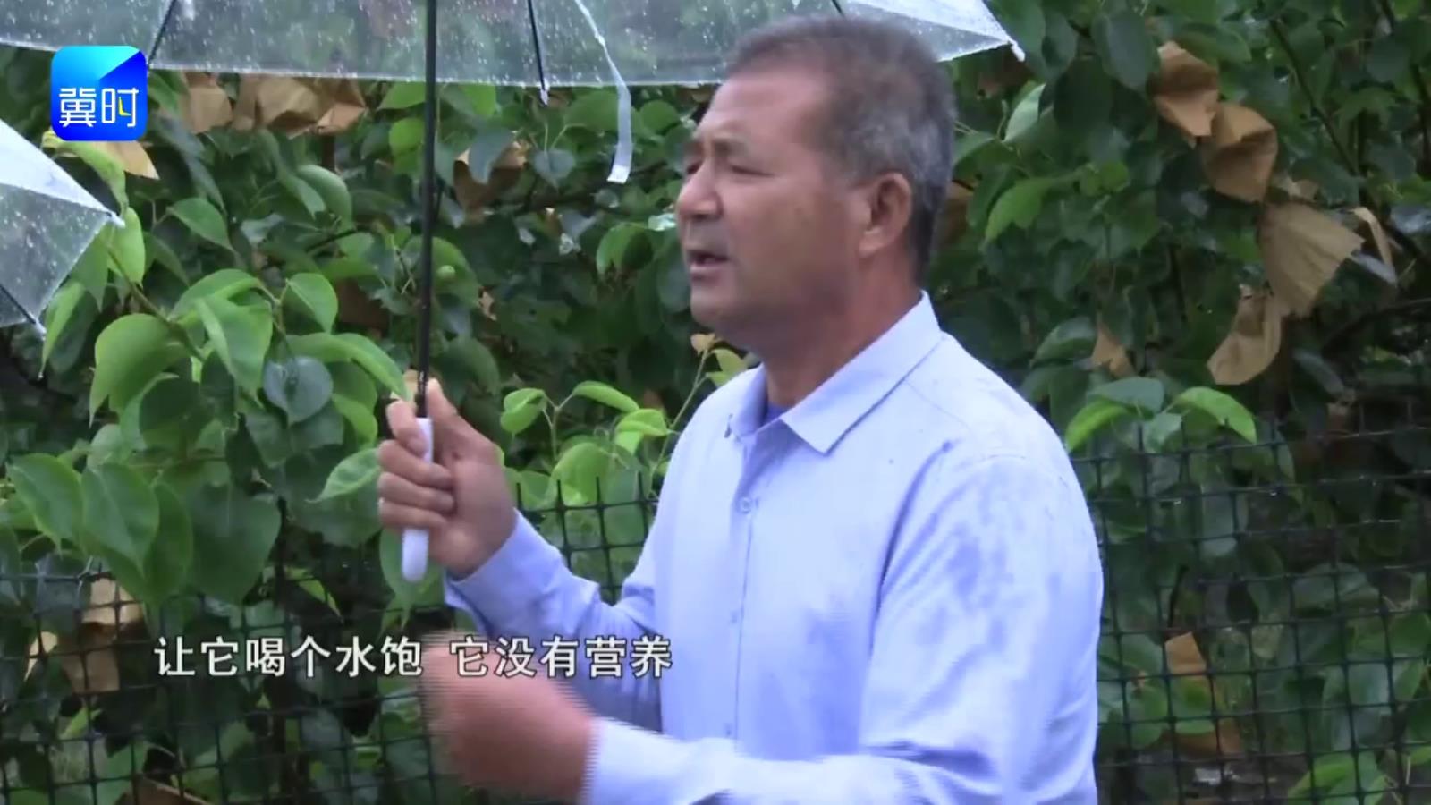 【专家在线】种梨树重中之重：防住梨木虱，千万别大意！