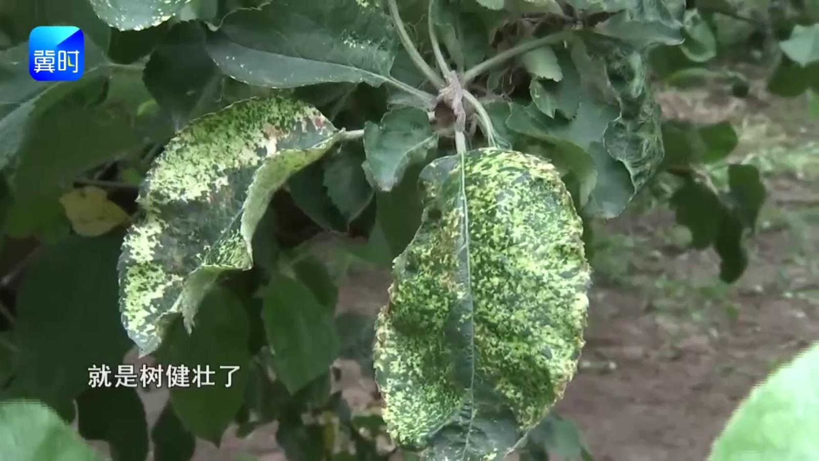 【专家在线】苹果花叶病毒病无解？养好树势，不用药也能缓过来