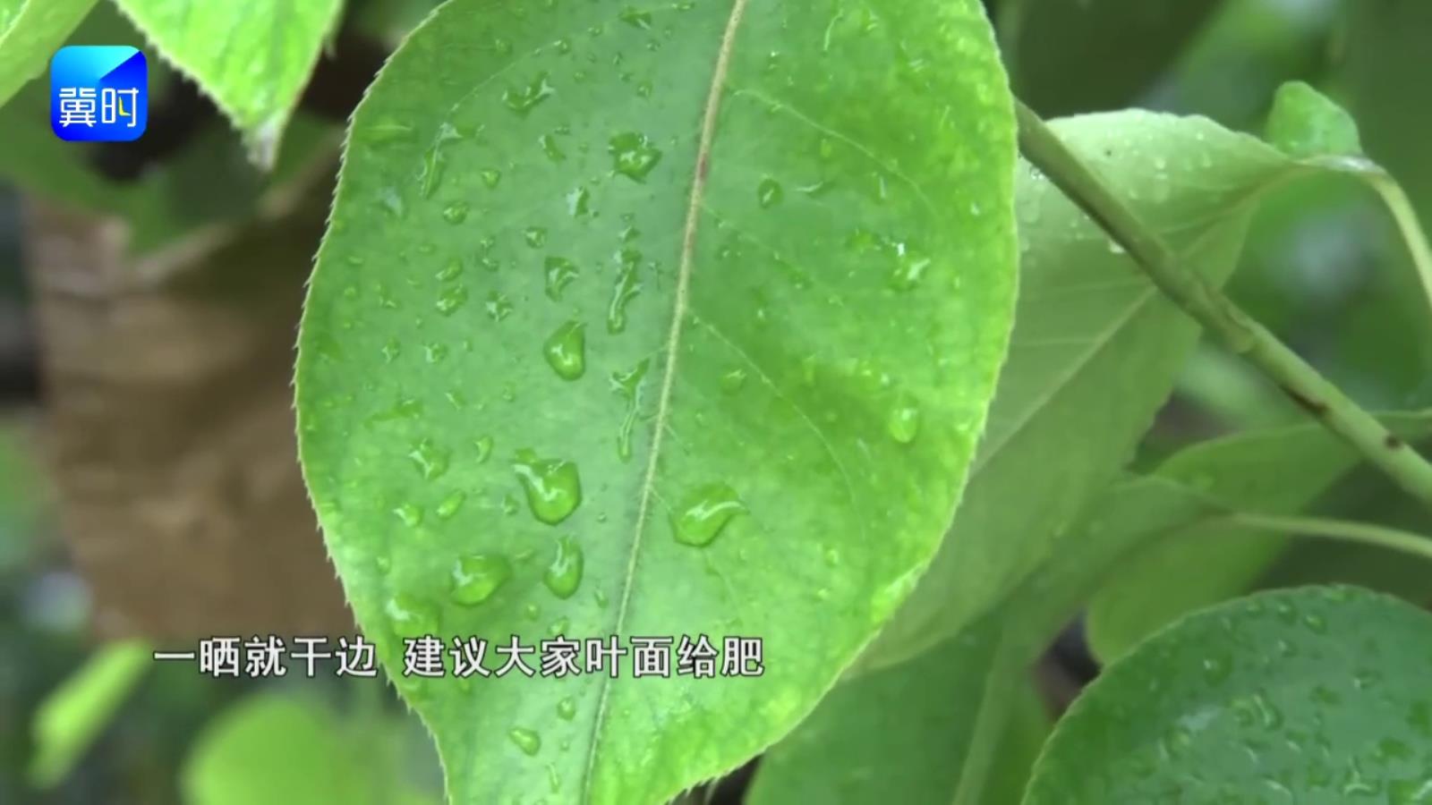 【专家在线】果树日灼别等晒伤再救！提前养壮树势提抗性