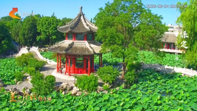 美丽河北慢直播丨古莲花池荷叶摇曳，尽是百年风雅 清晨 2026/06/04#这么近，那么美，周末到河北