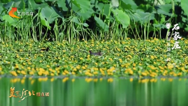 美丽河北见证官吴长新作品欣赏丨诗意满满！翠屏湿地公园荷风送爽，水鸟掠波入画来