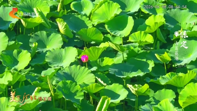 美丽河北慢直播丨#跟着赛事去旅行# 风绕莲池凝翠影，菡萏初绽露盈盈 清晨 2026/06/08#这么近，那么美，周末到河北
