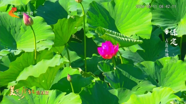 美丽河北慢直播丨#跟着赛事去旅行# 古莲花池莲影婆娑，尽显夏日风情 清晨 2026/06/11#这么近，那么美，周末到河北