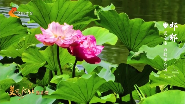 美丽河北见证官秦红英作品欣赏丨邯郸西岭湖公园荷开嫣然！
