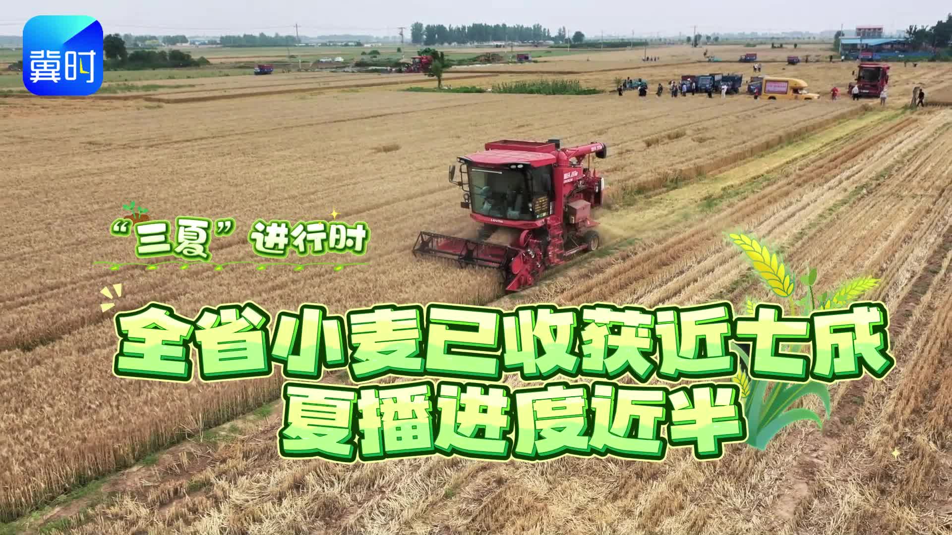“三夏”进行时 | 全省小麦已收获近七成 夏播进度近半