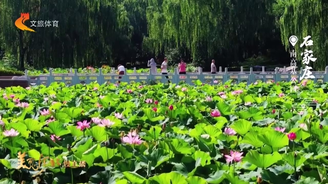 美丽河北慢直播丨一眼心动！南高基公园的荷花，美成了油画质感 正午 2026/06/15#这么近，那么美，周末到河北