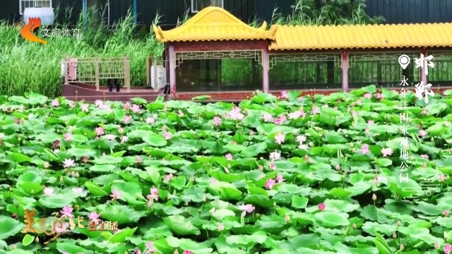 美丽河北慢直播丨相约永年洼，看碧水生芙蓉，荷风绕古城 邯郸 清晨 2026/06/16#这么近，那么美，周末到河北