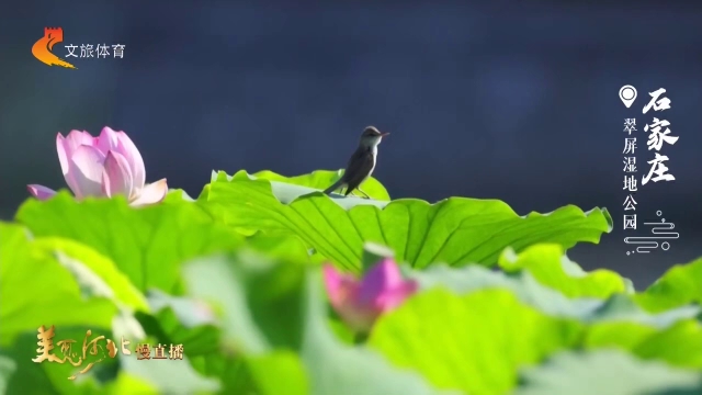 美丽河北见证官五月作品欣赏丨翠屏湿地公园碧荷初展含清露，闲鸟轻栖一点红