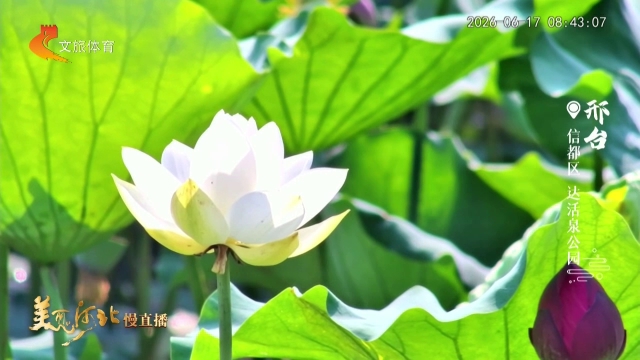 美丽河北慢直播丨一池荷色消暑气，半湖清风达活泉 清晨 2026/06/17#这么近，那么美，周末到河北