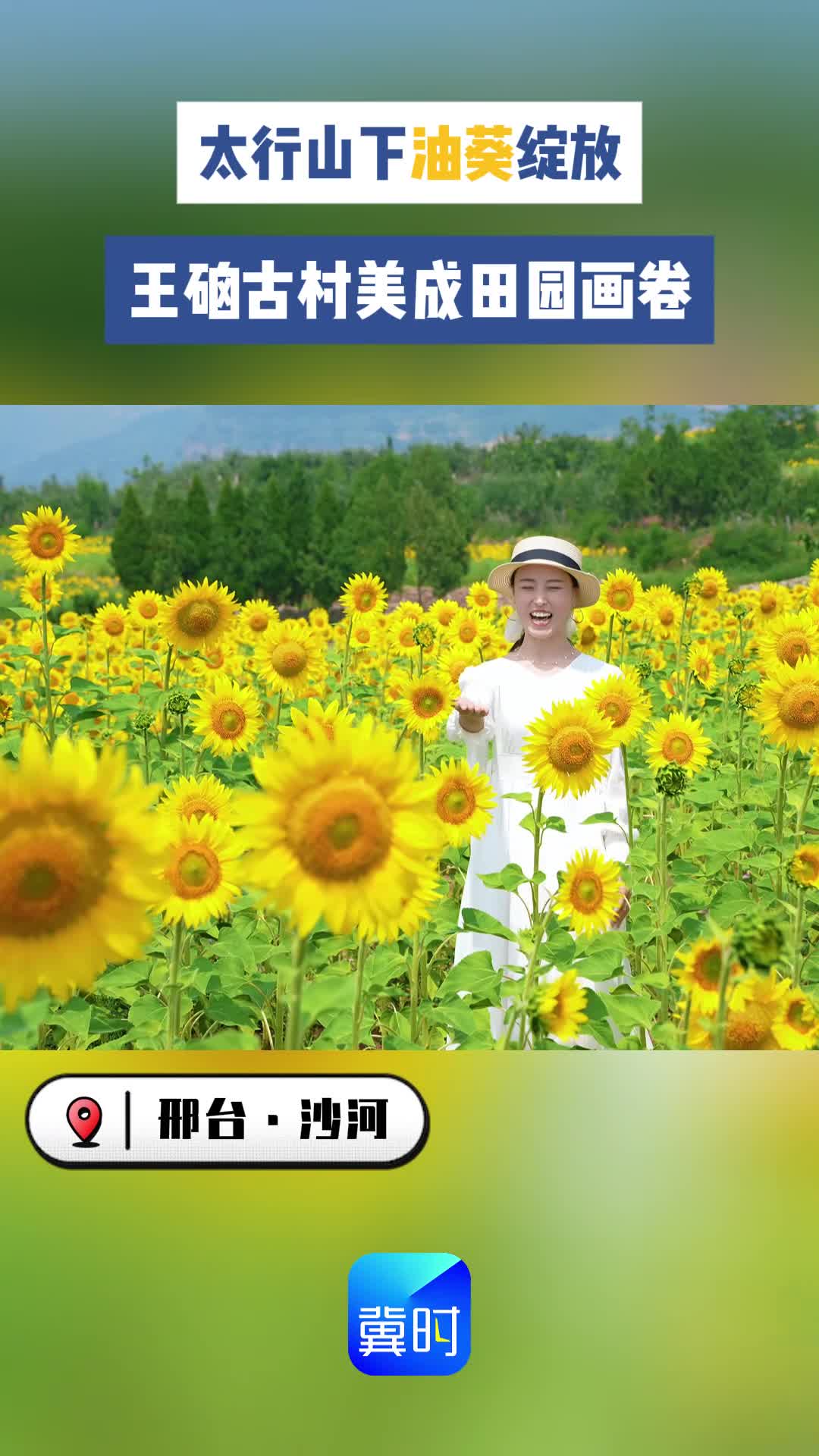 邢台沙河：太行山下油葵绽放 王硇古村美成田园画卷