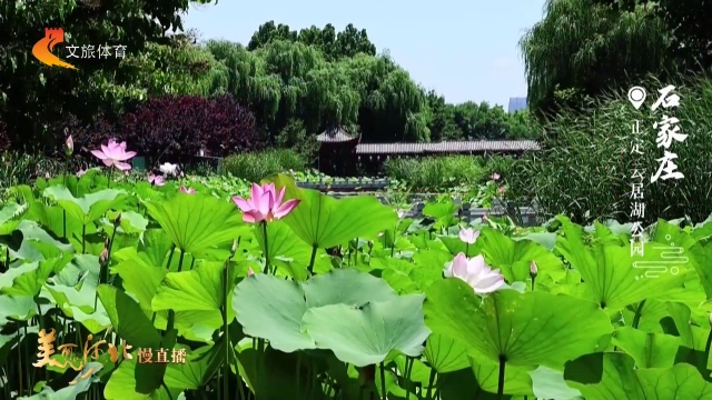 美丽河北慢直播丨漫步云居湖公园，误入荷花仙境，如诗如画 石家庄 正午 2026/06/19#这么近，那么美，周末到河北