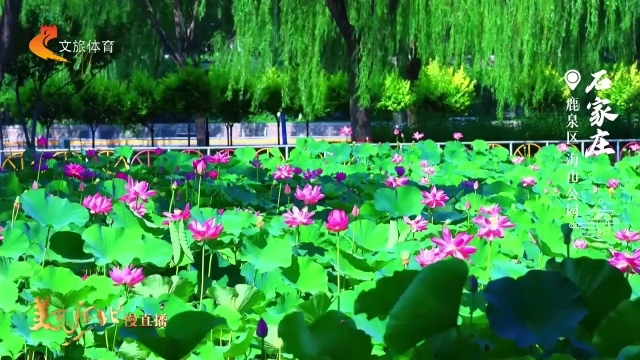 美丽河北见证官段荣欣作品欣赏丨海山公园一池芳华，荷香满庭！