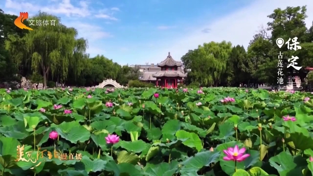 美丽河北见证官周翔作品欣赏丨粉荷摇曳香满园，一城夏景在莲池