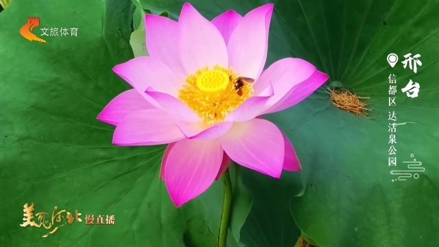 美丽河北见证官韩长青作品欣赏丨达活泉公园荷香伴古韵！