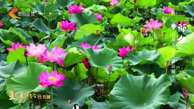 美丽河北慢直播丨荷叶青青，荷花盈盈~解锁达活泉公园夏日小美好 邢台 清晨 2026/06/28#这么近，那么美，周末到河北