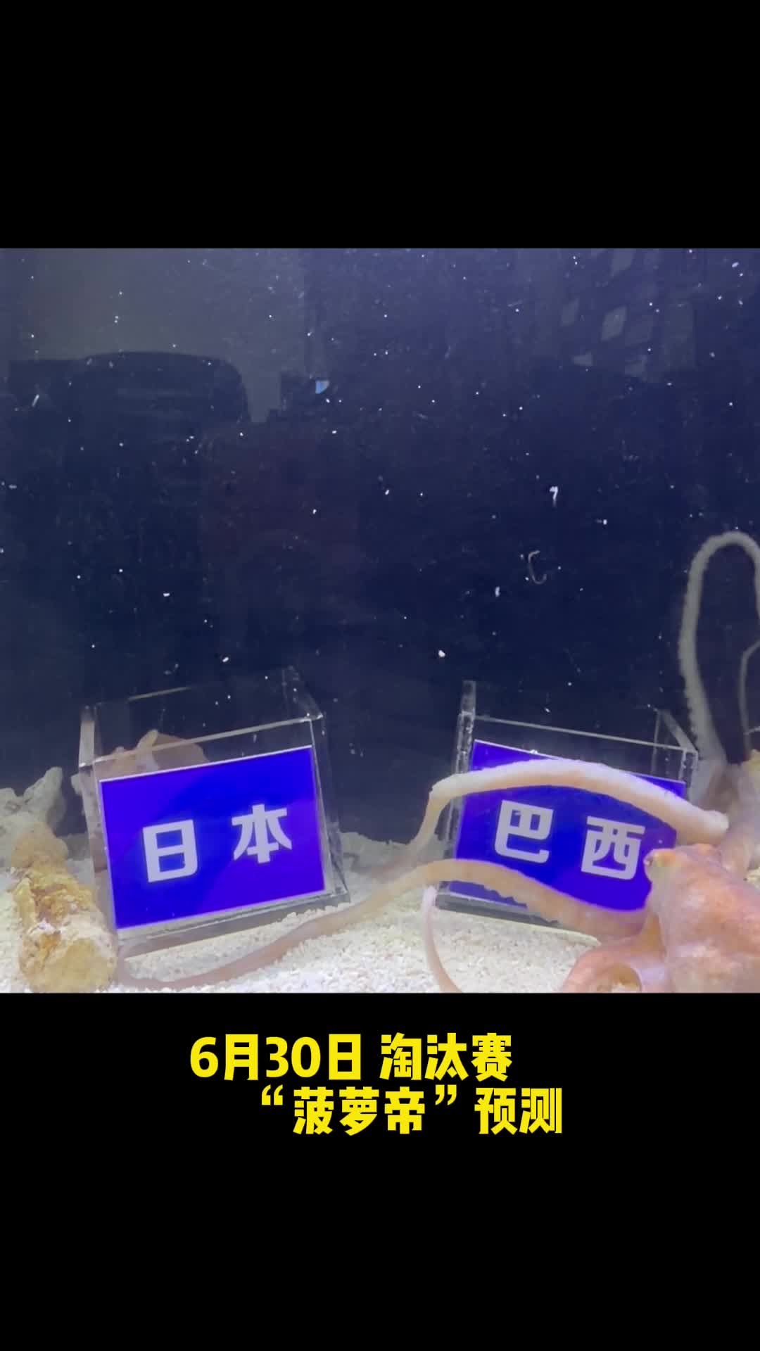 6月30日世界杯32强淘汰赛，“菠萝帝”钟意哪支球队……#中国体育彩票世界杯盲盒派#世界杯#章鱼菠萝帝 #安心购彩守护热爱