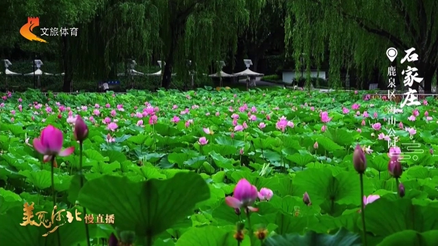 美丽河北见证官吴长新作品欣赏丨海山公园荷塘雅趣，邀你来！