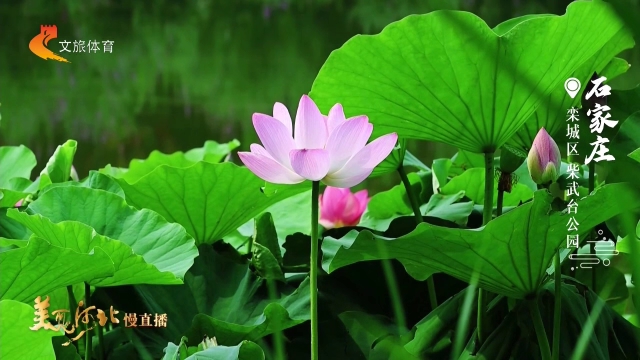 美丽河北见证官吴长新作品欣赏丨柴武台公园荷开娉婷，美如琢玉！