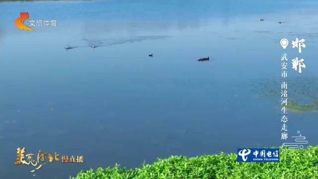 美丽河北慢直播丨荷韵鸟鸣，沉浸式感受邯郸湿地生态风光 邯郸 清晨 2026/07/01#这么近，那么美，周末到河北