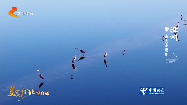 美丽河北见证官宋文峰作品欣赏丨清晨的南大港湿地，水色明净，飞羽穿梭，生机盎然