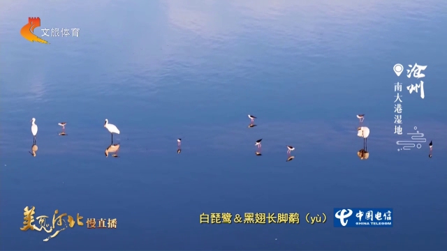 美丽河北见证官宋文峰作品欣赏丨南大港湿地浅泽聚珍禽！