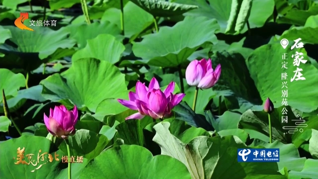 美丽河北见证官吴长新作品欣赏丨隆兴别苑公园满目荷风，写尽夏日风雅