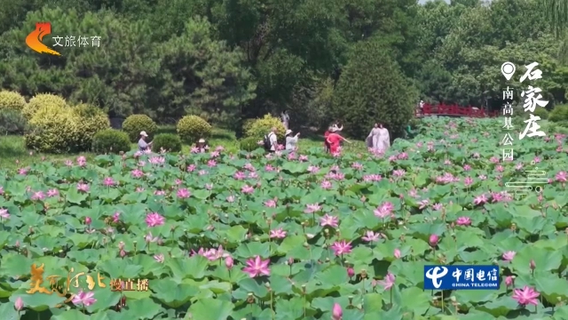 美丽河北慢直播丨南高基公园荷风漫卷，游人醉花间 正午 2026/07/07#这么近，那么美，周末到河北