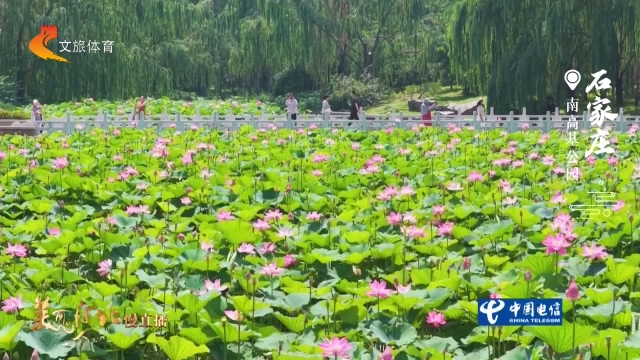 美丽河北见证官崔潇宇作品欣赏丨南高基公园荷风漫卷，游人醉花间