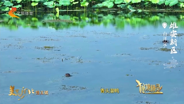 美丽河北慢直播•秘境精灵丨来白洋淀吧！掬一捧碧水，摸一下蓝天，听一声鸟欢 清晨 2026/07/07#这么近，那么美，周末到河北