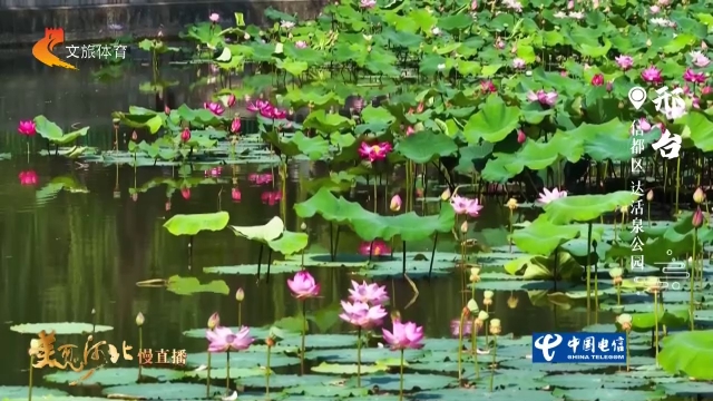 美丽河北见证官宋丽英作品欣赏丨泉润荷塘景如画，花香满溢达活泉