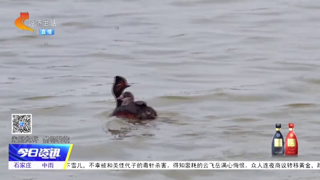 生态向好百鸟安家 南大港湿地迎来繁殖旺季