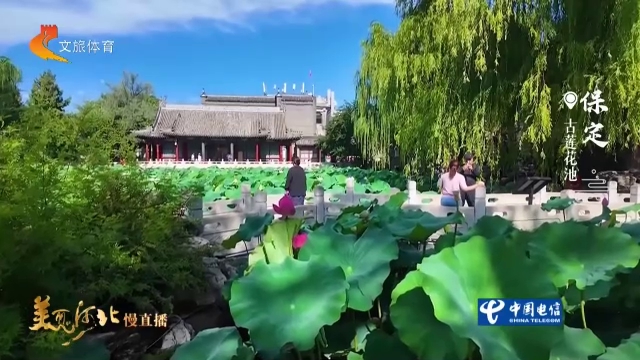 美丽河北慢直播丨#跟着赛事游河北！古莲花池一池荷花承包夏日国风大片 保定 清晨 2026/07/10#这么近，那么美，周末到河北