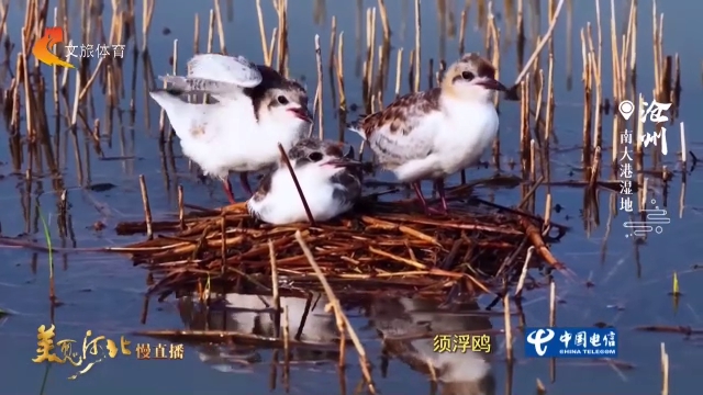 美丽河北见证官宋文峰作品欣赏丨南大港浮巢之上，须浮鸥雏鸟翘首盼亲来！