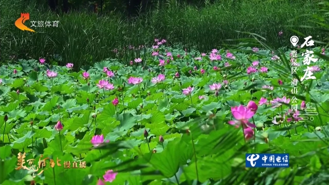 美丽河北慢直播丨海山公园的荷花开好了，等你来拍 正午 2026/07/12#这么近，那么美，周末到河北