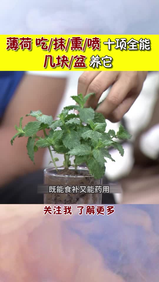 能吃当调料 能抹管蚊咬 能喝水解暑 熏眼解疲劳 薄荷好处太多了！您会养它吗？