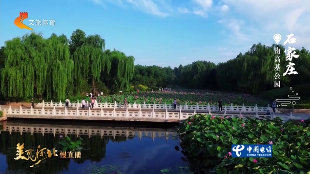 美丽河北见证官张文元作品欣赏丨夏荷盛放！一起去南高基公园遛弯，邂逅满目清凉~