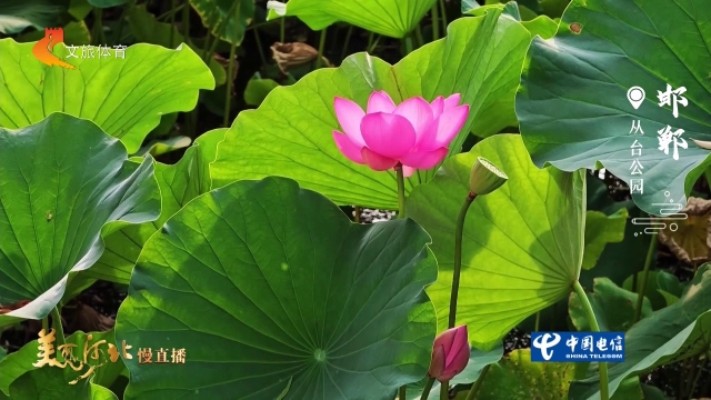 美丽河北见证官秦红英作品欣赏丨武灵台下荷盛开！