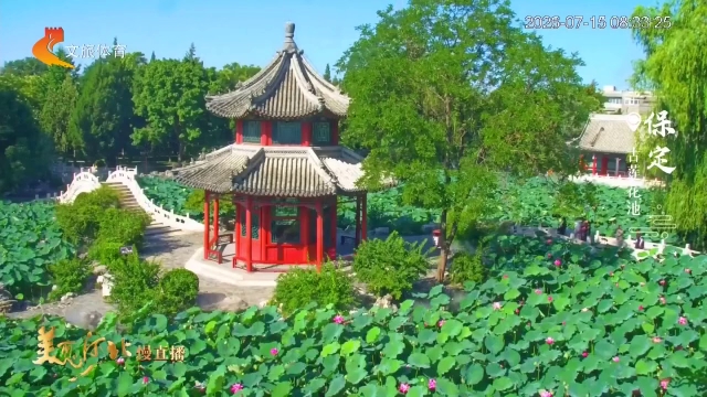 美丽河北慢直播丨凭栏水榭观荷色，漫步廊桥闻暗香~古莲花池诗意绵长 清晨 2026/07/15#这么近，那么美，周末到河北