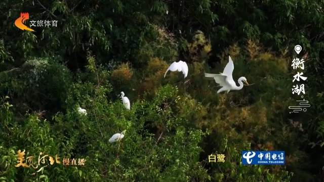 美丽河北见证官郭宪芳作品欣赏丨衡水湖鸟岛之上，千鹭翩飞！