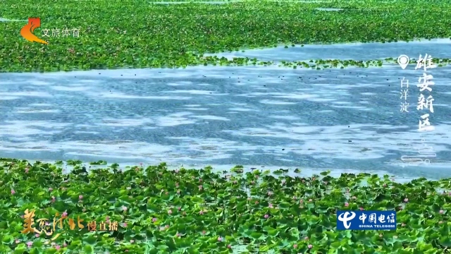 美丽河北慢直播丨风吹荷叶，水鸟逐波，白洋淀尽显生态之美 清晨 2026/07/17#这么近，那么美，周末到河北