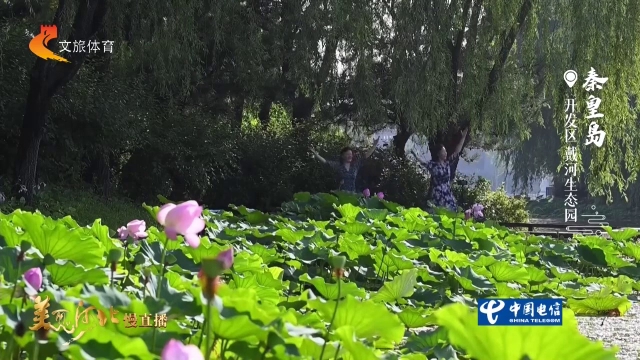 美丽河北见证官吴长新作品欣赏丨戴河生态园荷塘边歌舞飞扬！