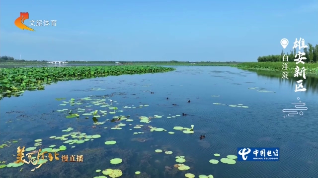 美丽河北慢直播丨水鸟逐波，美在白洋淀 清晨 2026/07/19#这么近，那么美，周末到河北