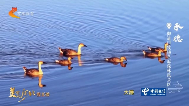美丽河北见证官宋文峰作品欣赏丨一起去御道口吧！看鸟儿随心游弋，静享慢时光~