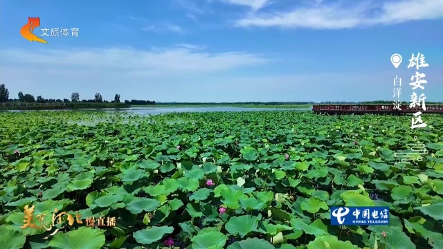 美丽河北慢直播丨荷浪层层，鸟鸣声声~燕南堤写满水乡诗意 雄安新区 清晨 2026/07/22#这么近，那么美，周末到河北