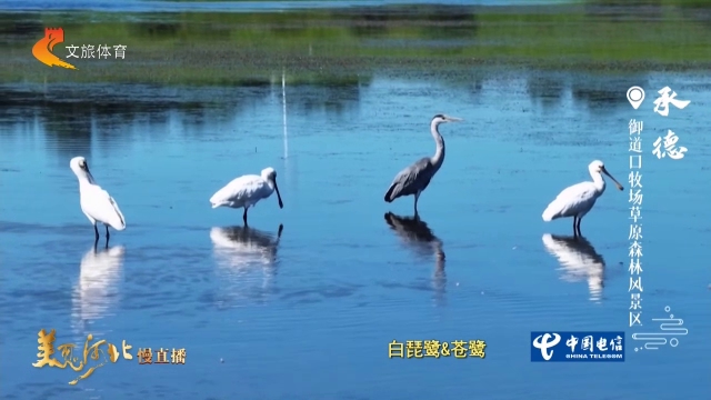 美丽河北见证官宋文峰作品欣赏丨御道口一川芳草，千羽飞鸿！