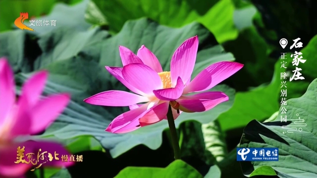 美丽河北慢直播丨隆兴别苑赏荷，解锁国风园林的诗意！正午  2026/07/28 #这么近，那么美，周末到河北