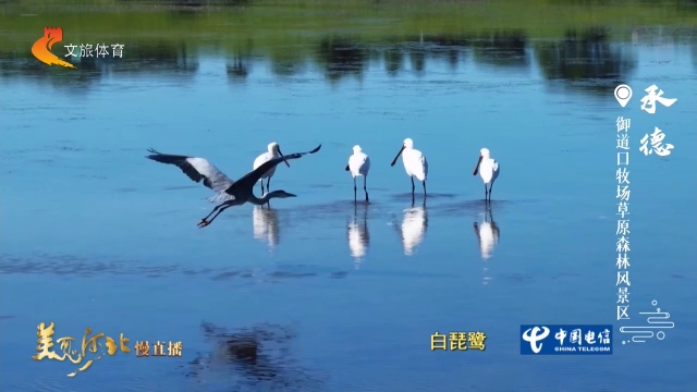美丽河北见证官宋文峰作品欣赏丨水草丰美御道口，万千飞鸟共栖息！