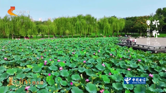 美丽河北慢直播丨赵苑公园一池碧荷，满园风雅！正午 2026/08/04 #这么近，那么美，周末到河北