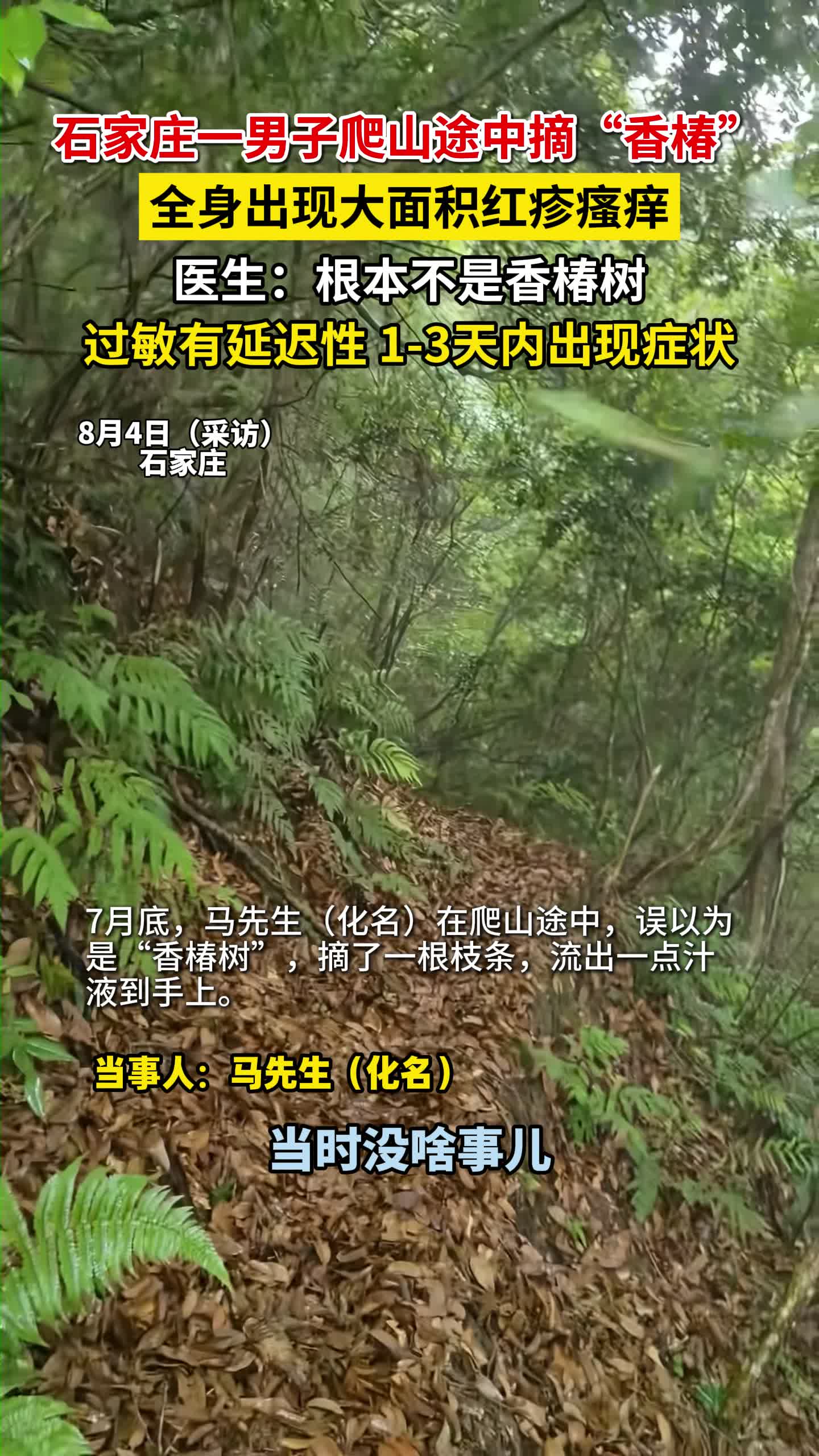 【名医来了】石家庄一男子爬山途中摘“香椿”，全身出现大面积红疹瘙痒