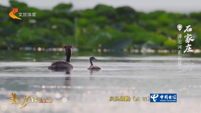 美丽河北慢直播丨滹沱河正定段，凤头䴙䴘水上遛娃，好治愈的画面！ 清晨 2026/08/09#这么近，那么美，周末到河北